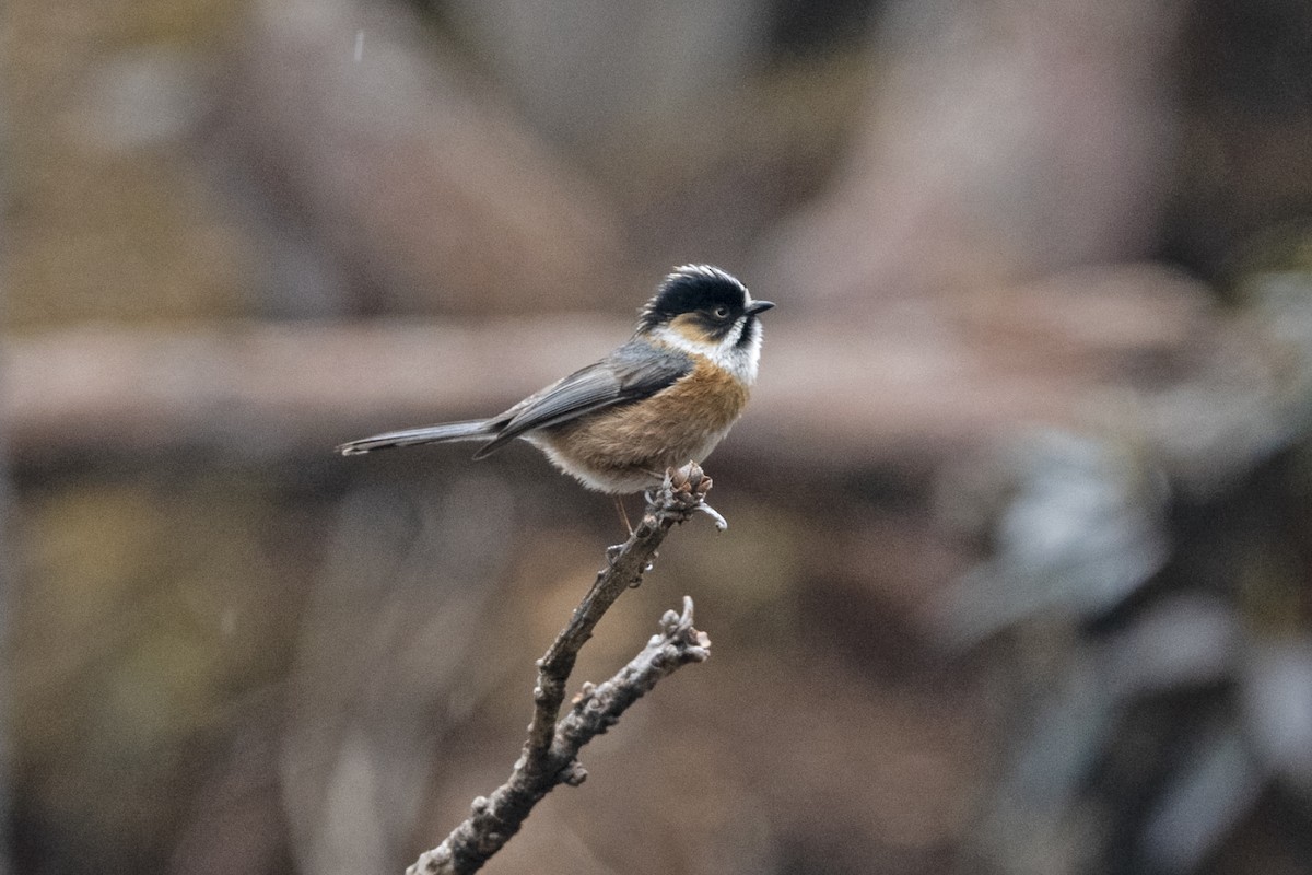 Rostwangen-Schwanzmeise (Brauenschwanzmeise) - ML647561533