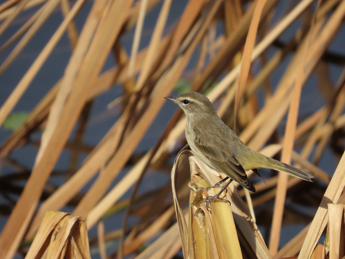 Palmenwaldsänger - ML647561535