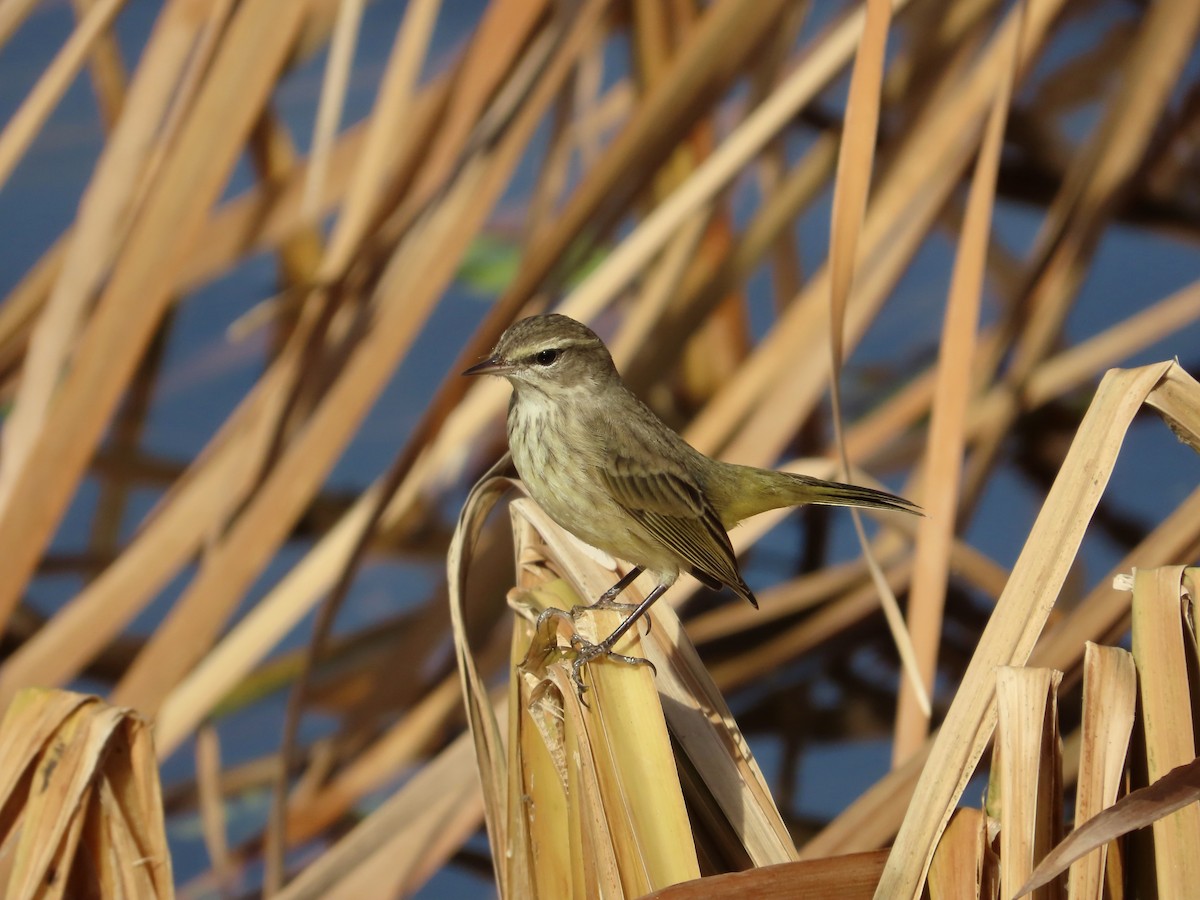 Palmenwaldsänger - ML647561536