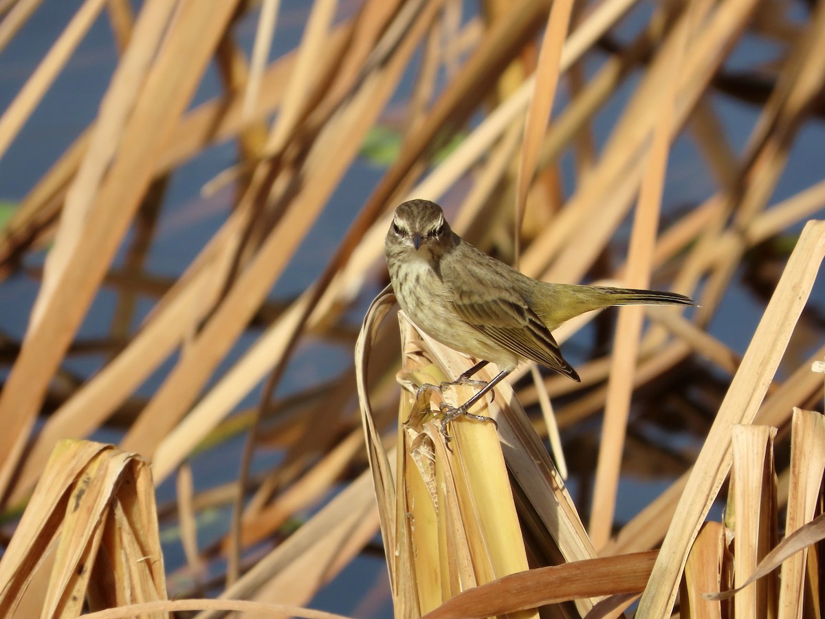 Palmenwaldsänger - ML647561537
