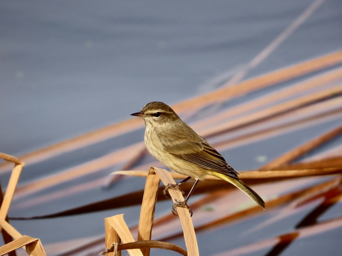 Palmenwaldsänger - ML647561538