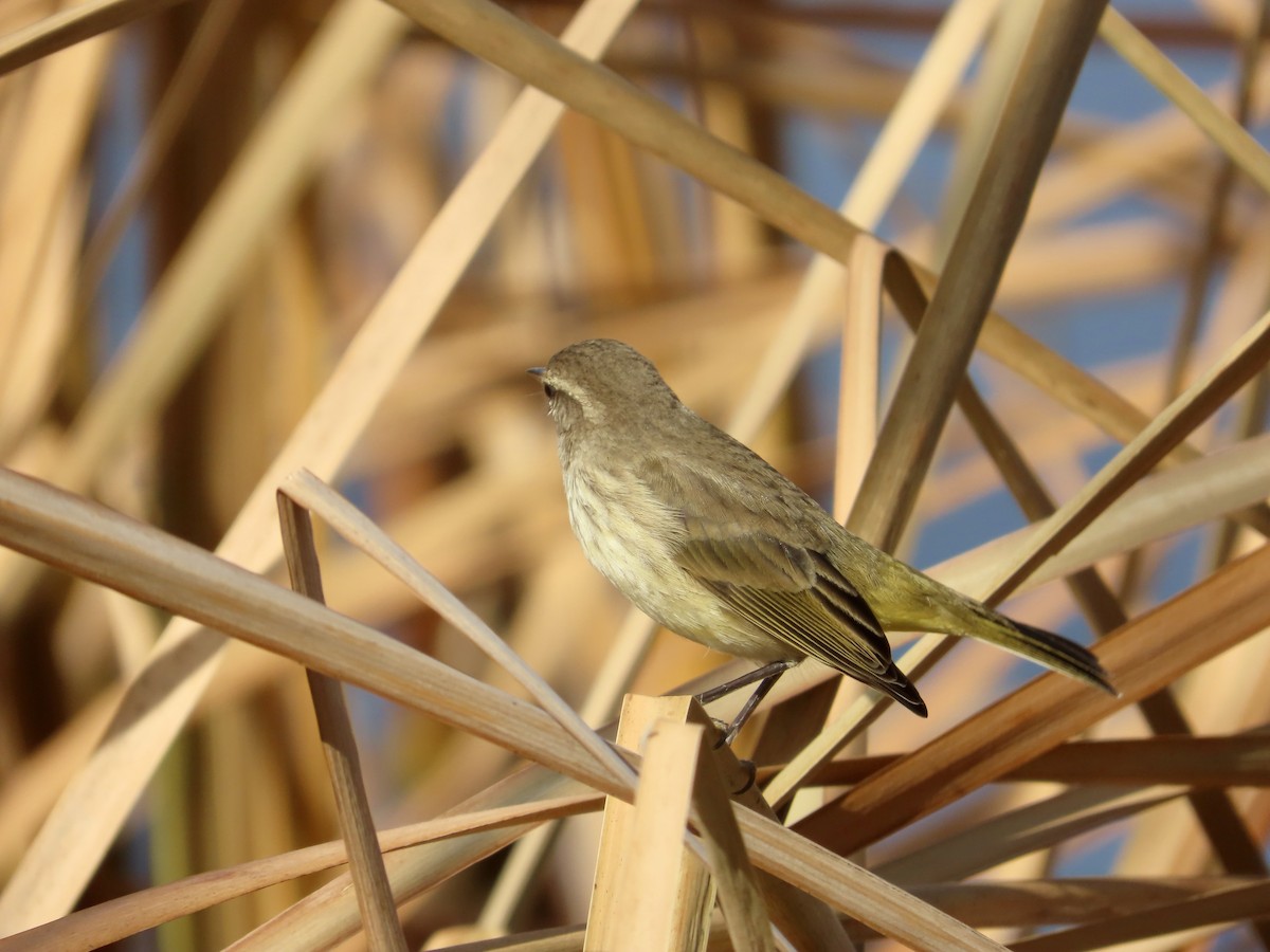 Palmenwaldsänger - ML647561540