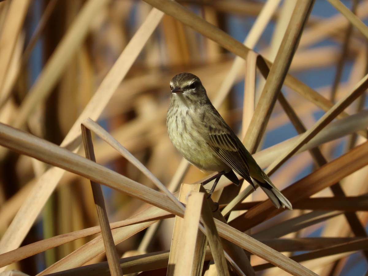 Palmenwaldsänger - ML647561541