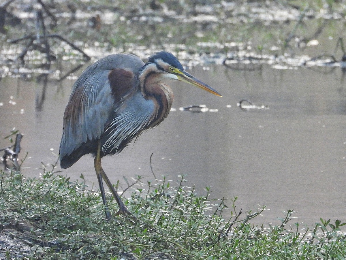 Purpurreiher - ML647561542