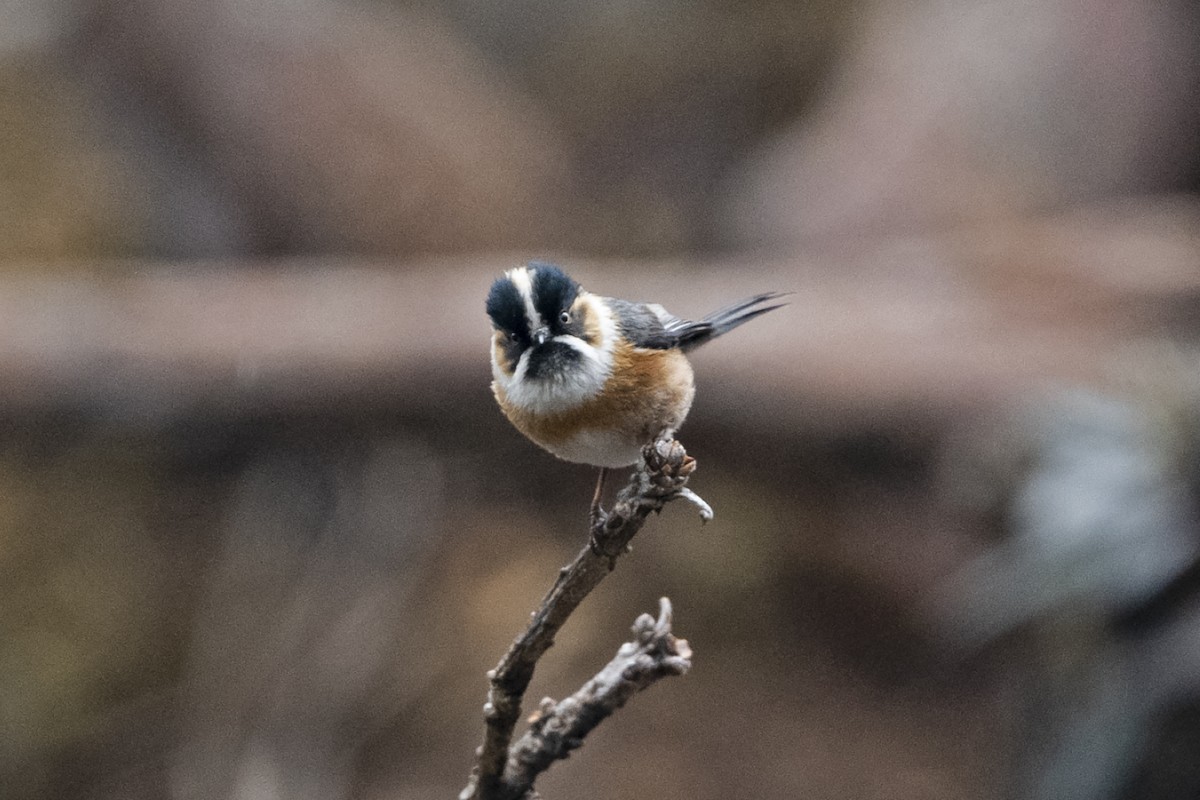 Rostwangen-Schwanzmeise (Brauenschwanzmeise) - ML647561543