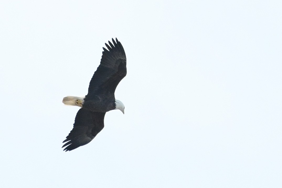 Weißkopf-Seeadler - ML647561547