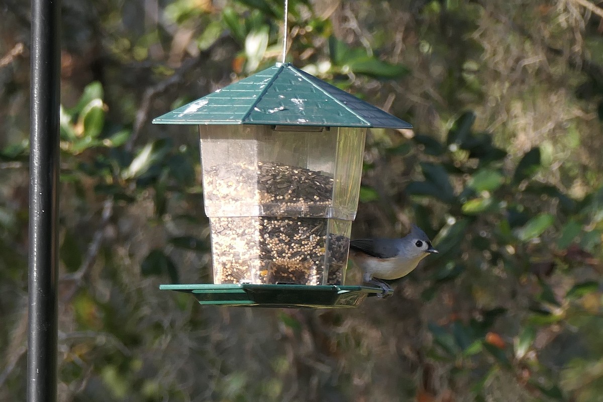 Grauhäubchenmeise - ML647561548