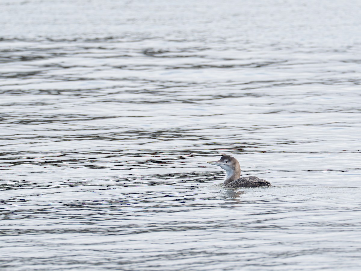 Gelbschnabeltaucher - ML647561549