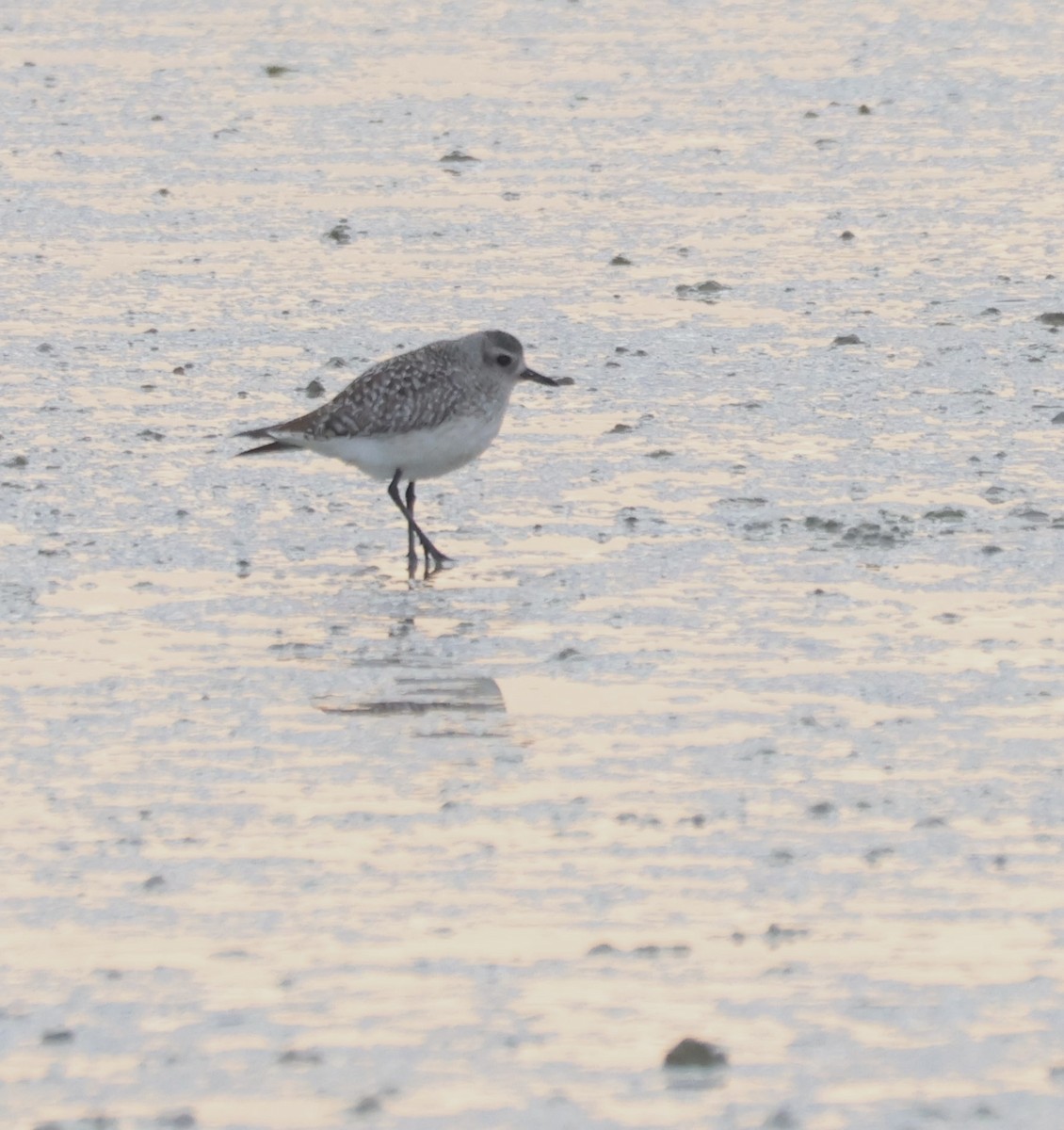 Kiebitzregenpfeifer - ML647561550