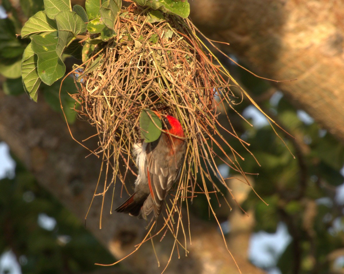 Красноголовый малимб - ML647561564