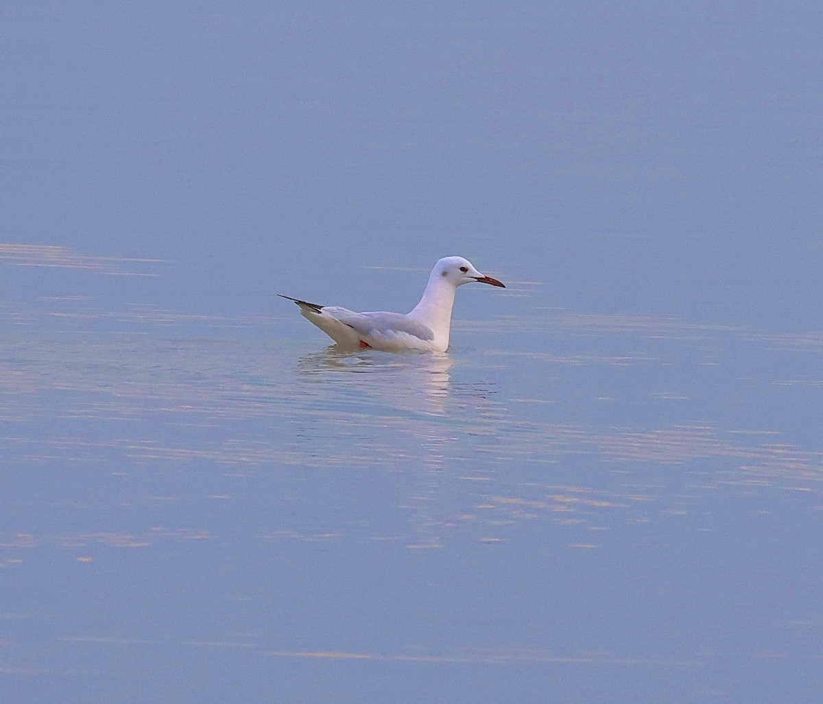 Slender-billed Gull - ML647561606
