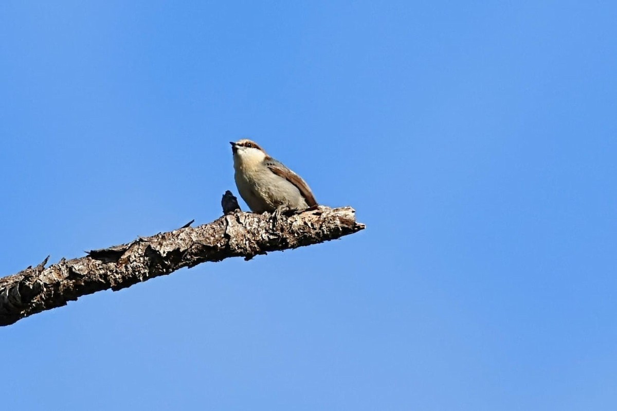 Brown-headed Nuthatch - ML647561618