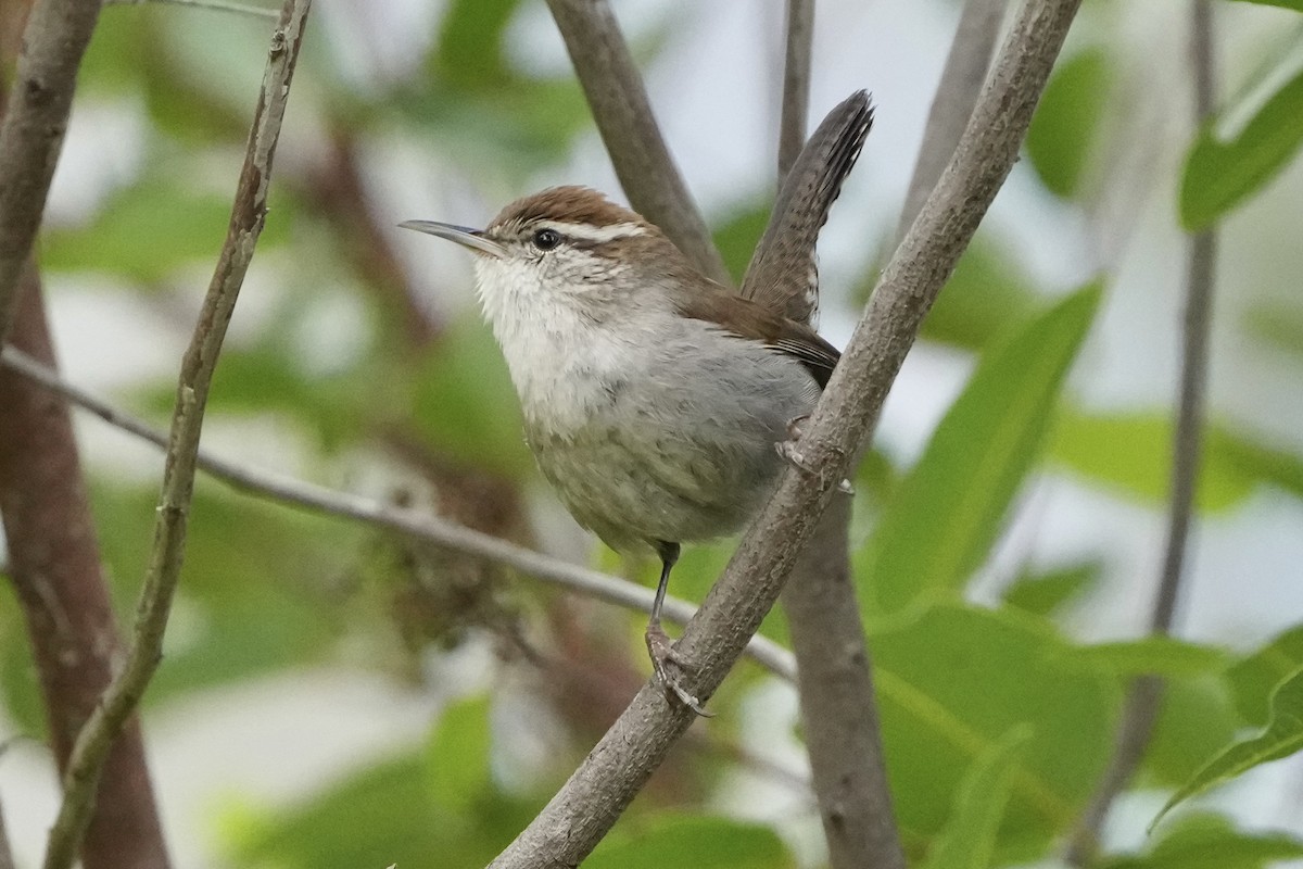 Длиннохвостый крапивник - ML647561623