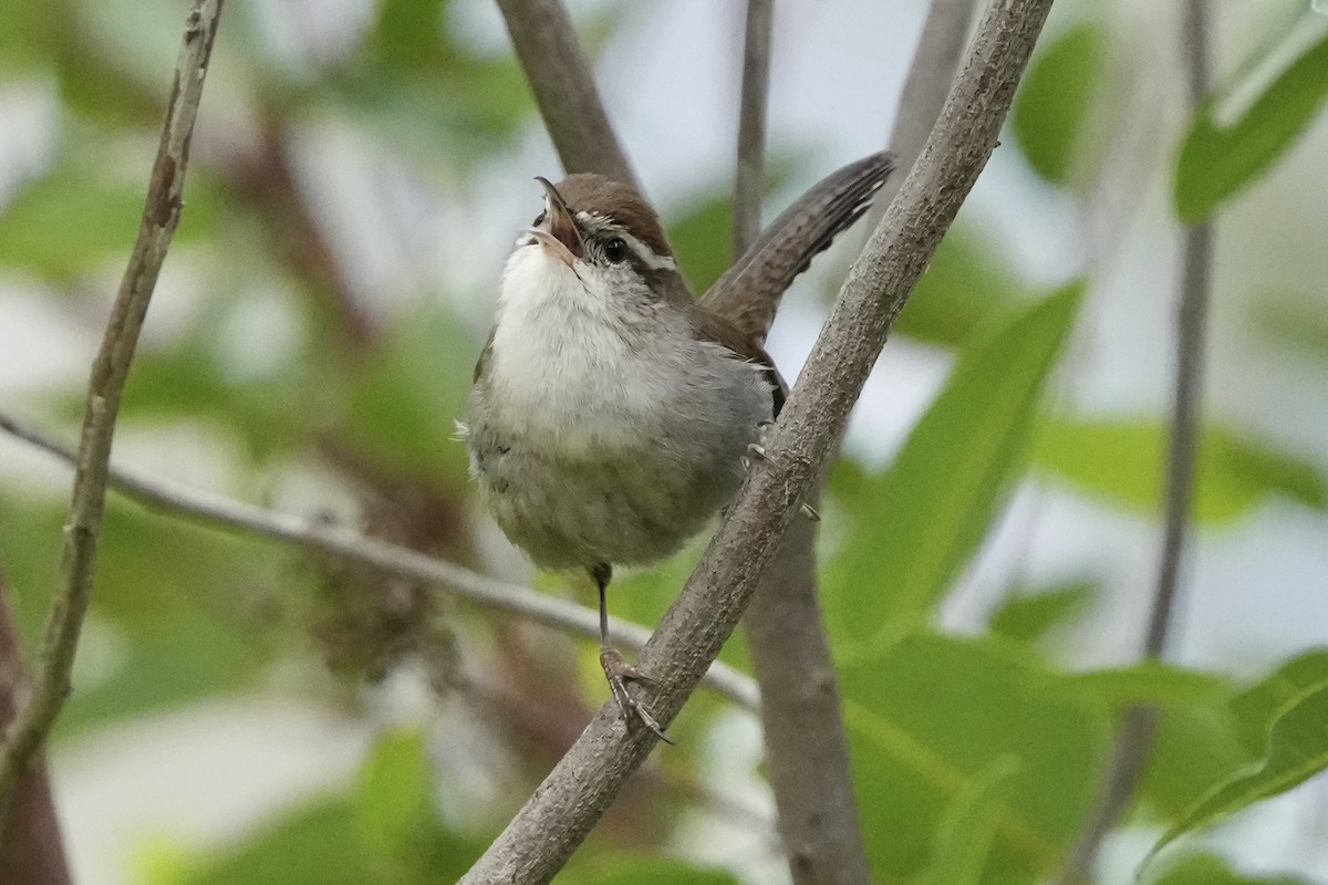 Длиннохвостый крапивник - ML647561624