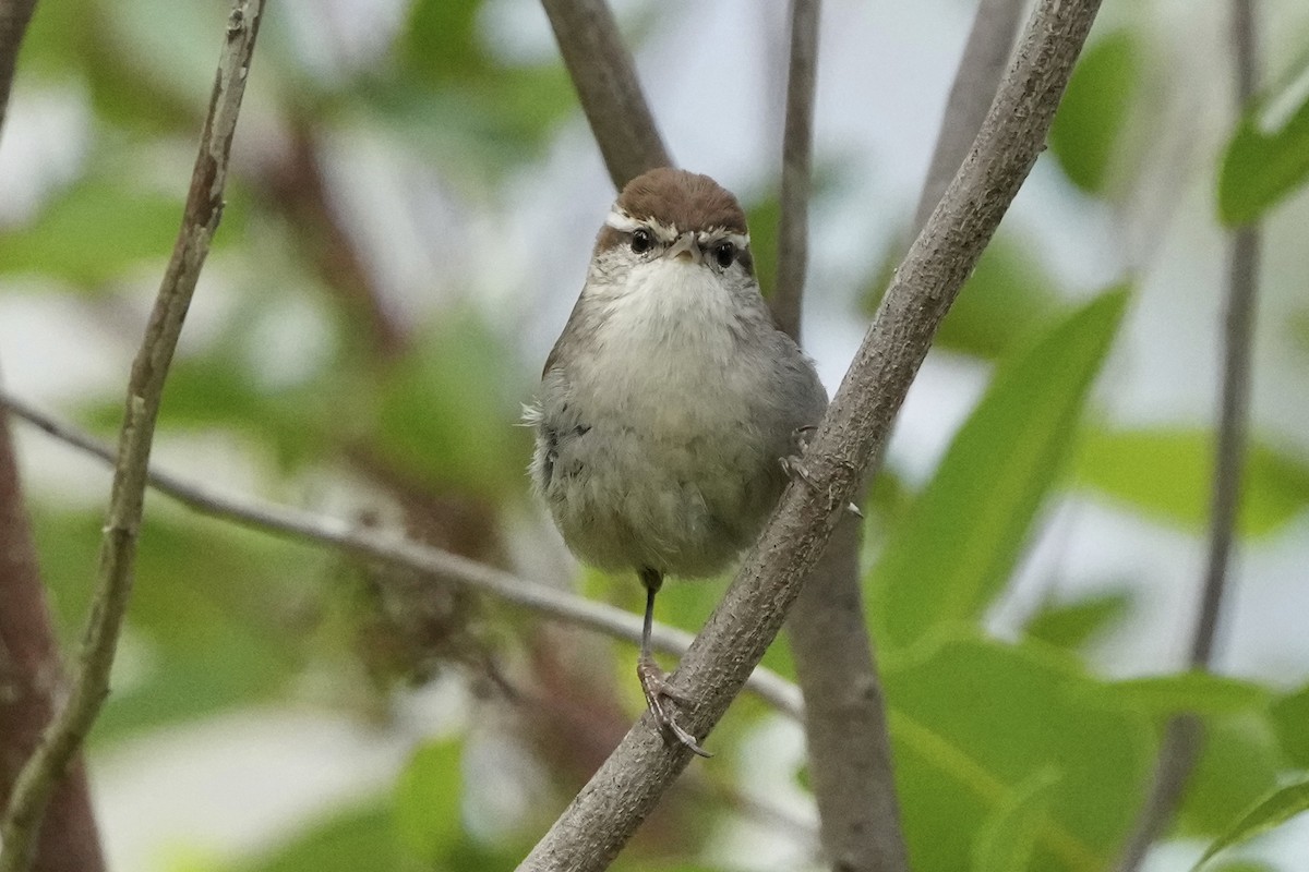 Длиннохвостый крапивник - ML647561625