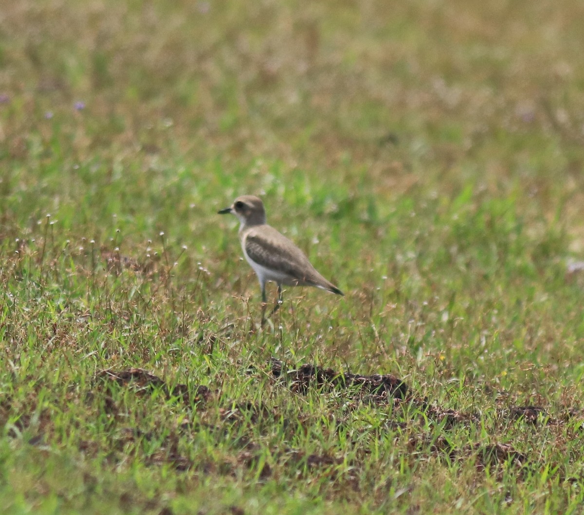 Tibetan Sand-Plover - ML647561674