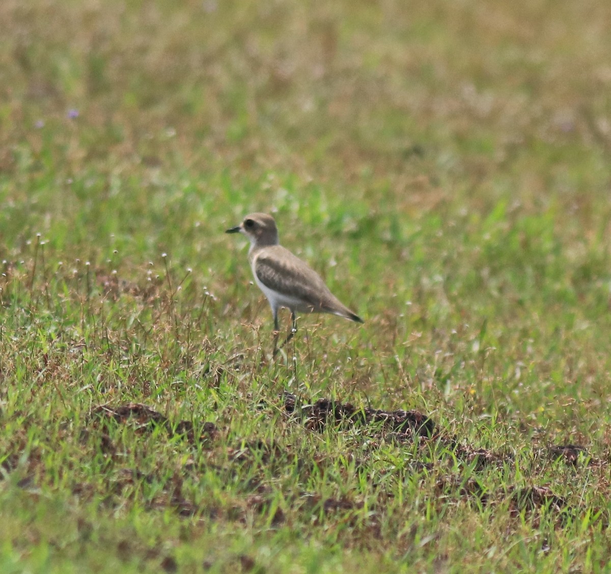 Tibetan Sand-Plover - ML647561675