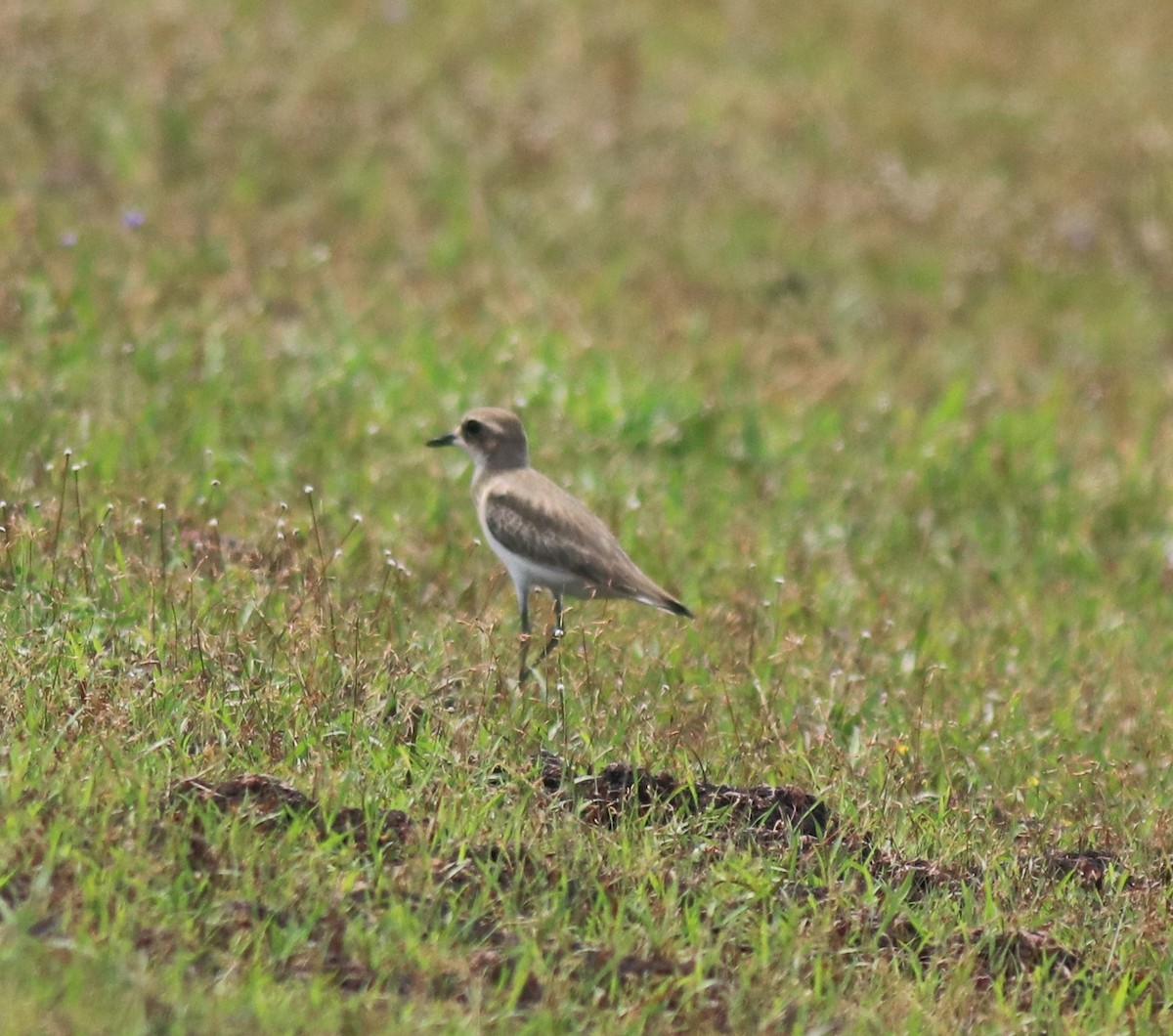 Tibetan Sand-Plover - ML647561677
