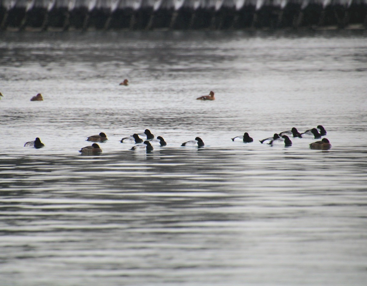 Морская чернеть - ML647561694