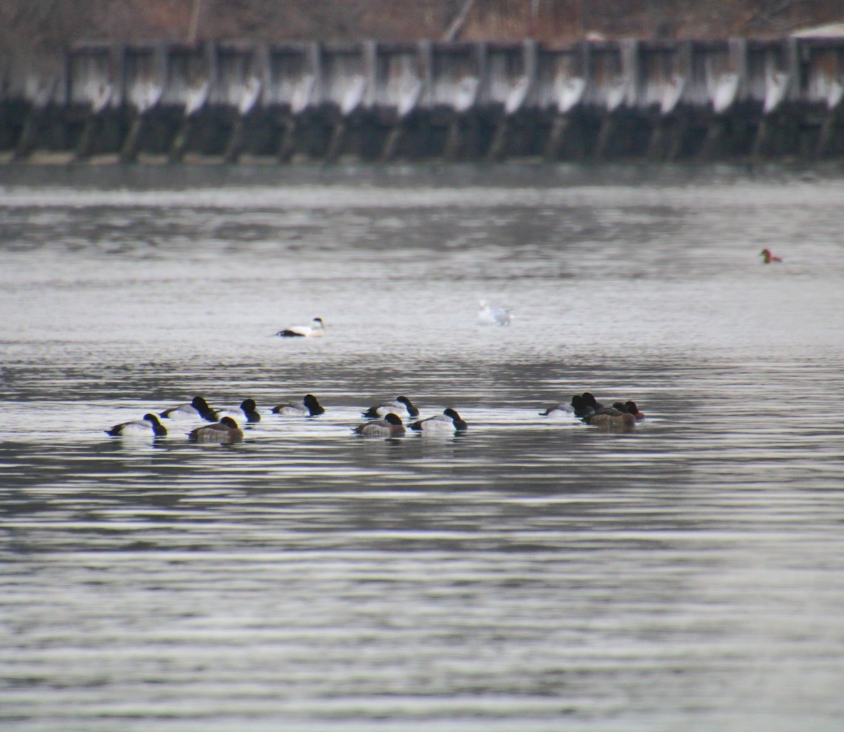 Морская чернеть - ML647561695