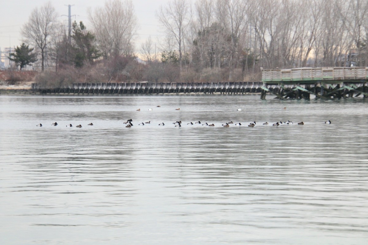 Морская чернеть - ML647561696