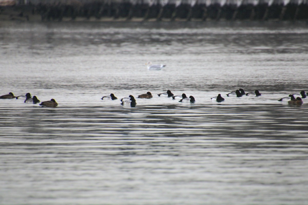 Морская чернеть - ML647561697