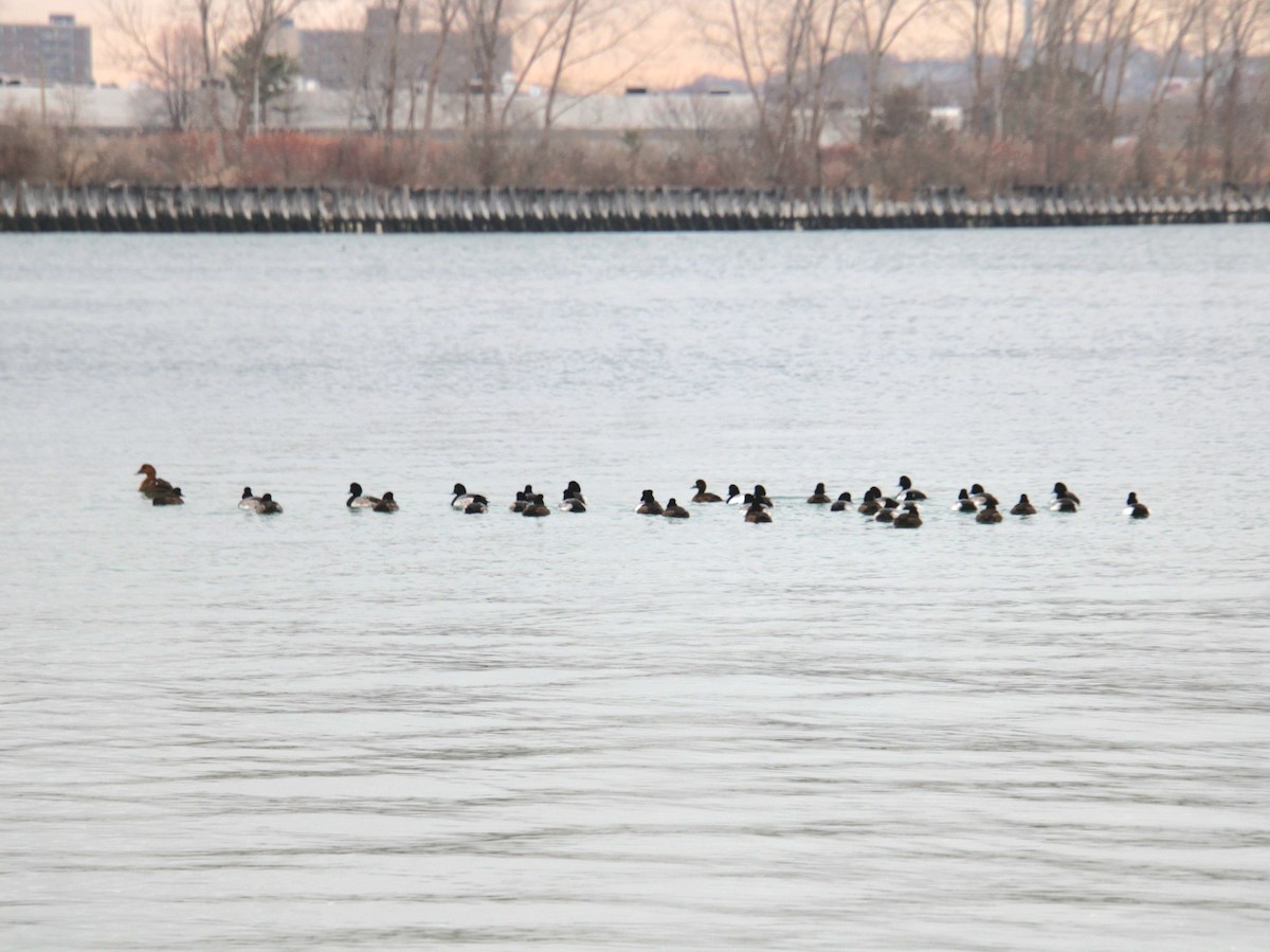 Морская чернеть - ML647561698