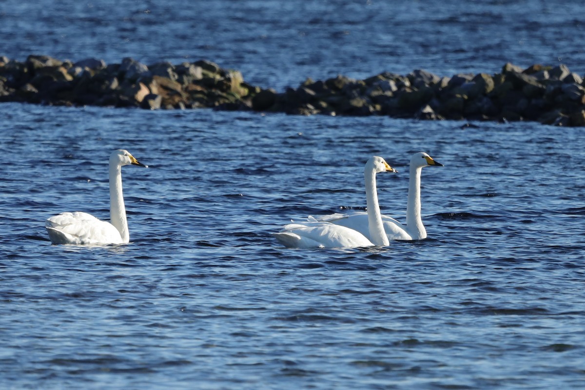 オオハクチョウ - ML647561770