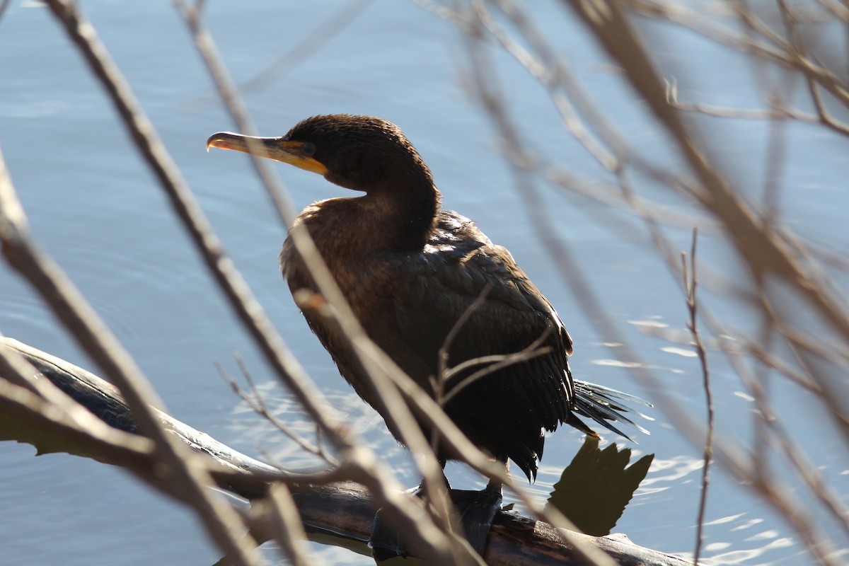 totoppskarv - ML647561790