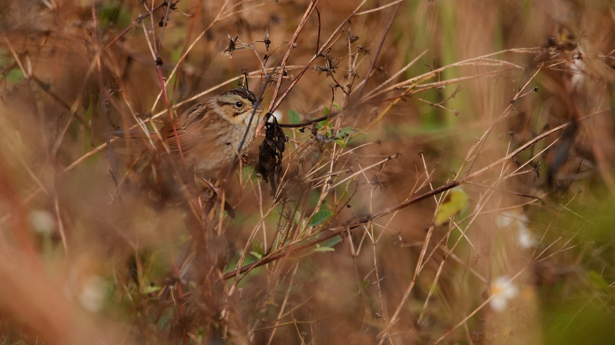 Болотная зонотрихия - ML647561810