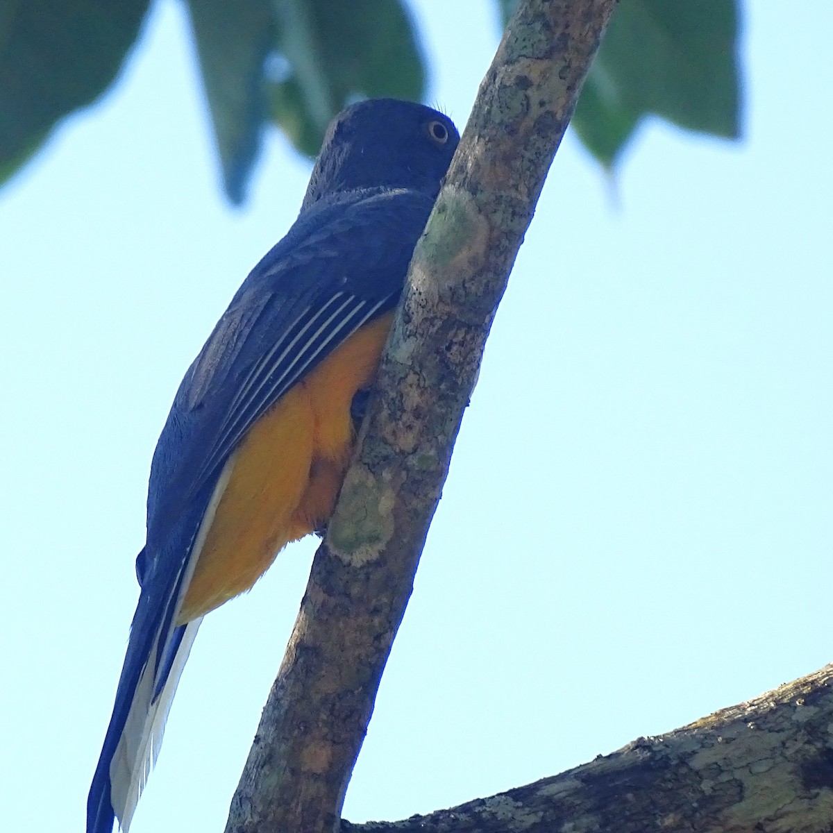 Citreoline Trogon - ML647561814