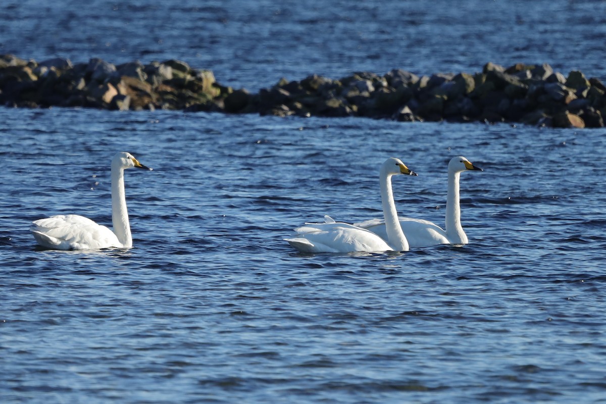 オオハクチョウ - ML647561816