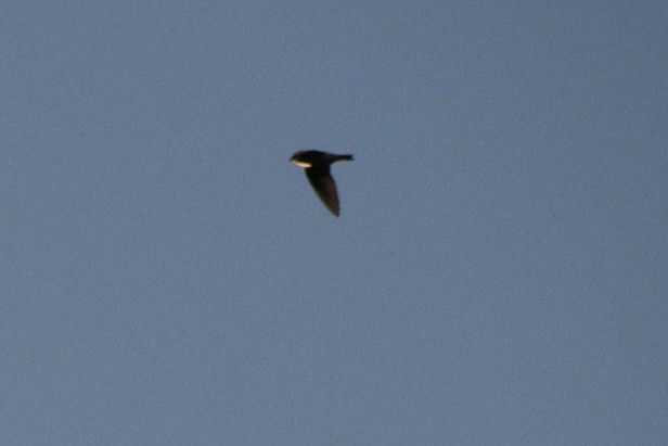 Tree Swallow - ML647561849