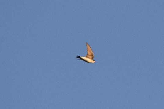 Tree Swallow - ML647561850