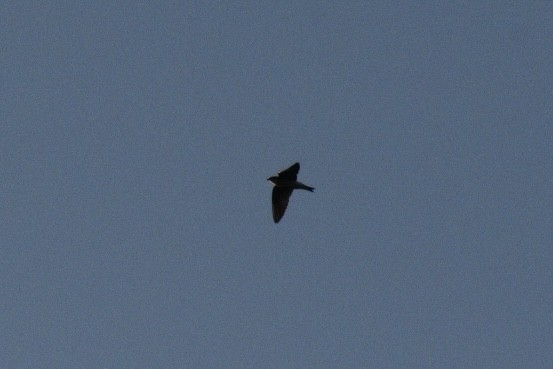 Tree Swallow - ML647561851