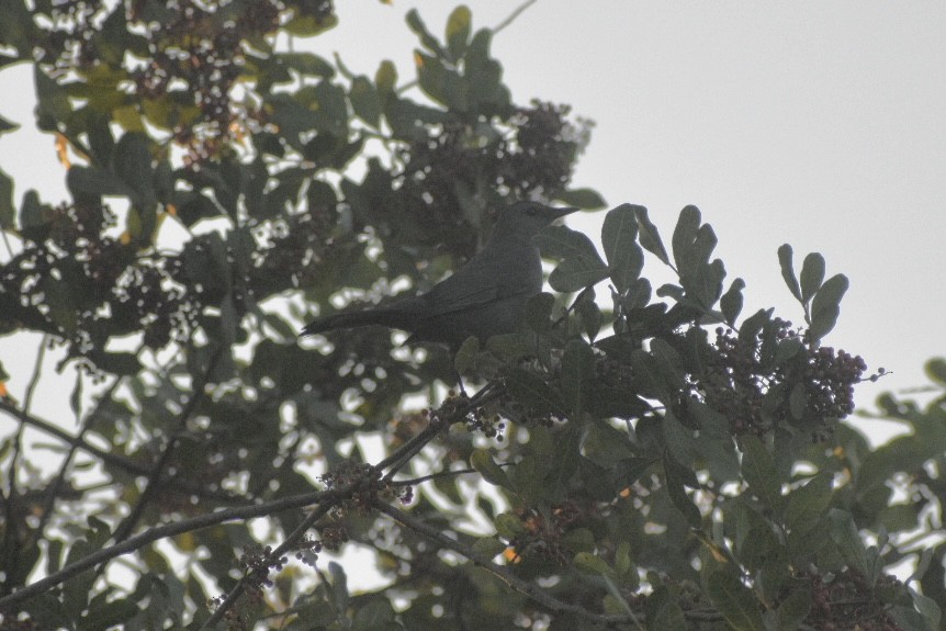 Gray Catbird - ML647561860