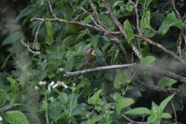 Common Yellowthroat - ML647561870