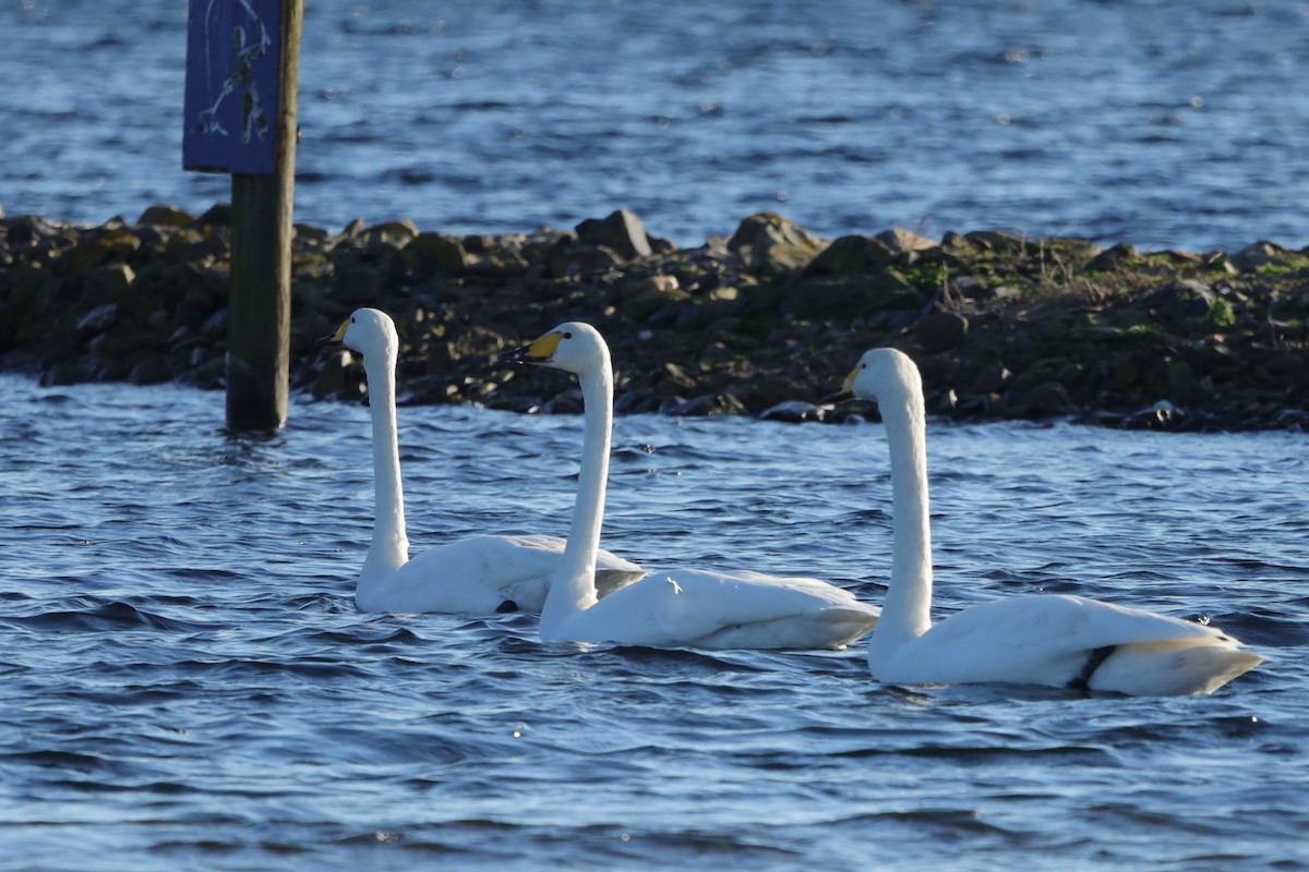 オオハクチョウ - ML647561885