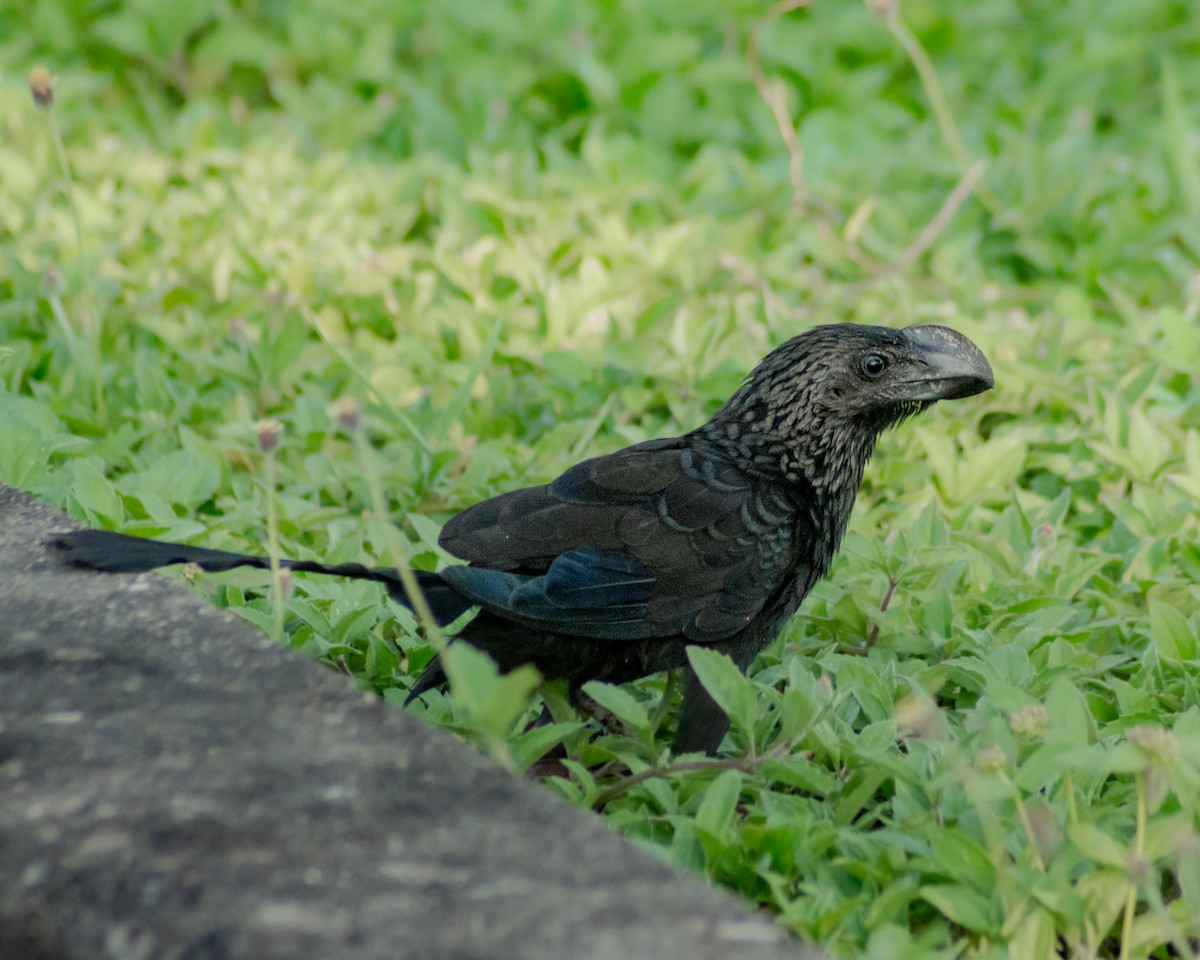 Smooth-billed Ani - ML647561903