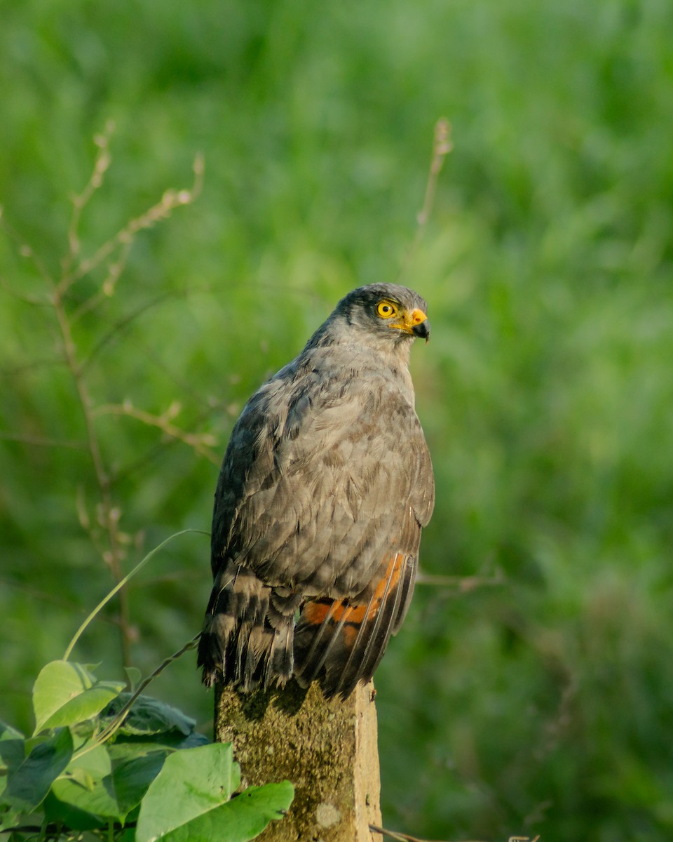 Roadside Hawk - ML647561909
