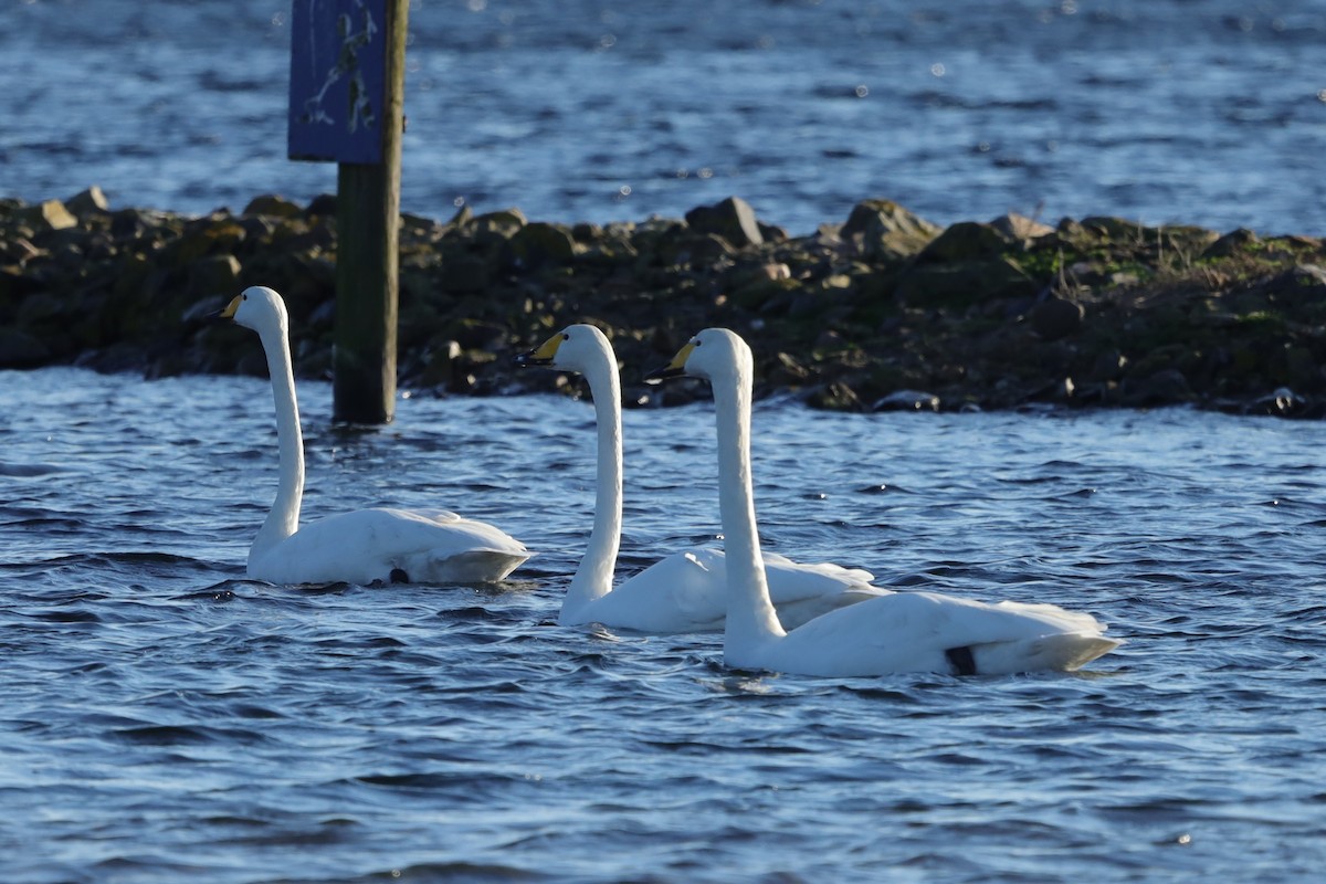 オオハクチョウ - ML647561920