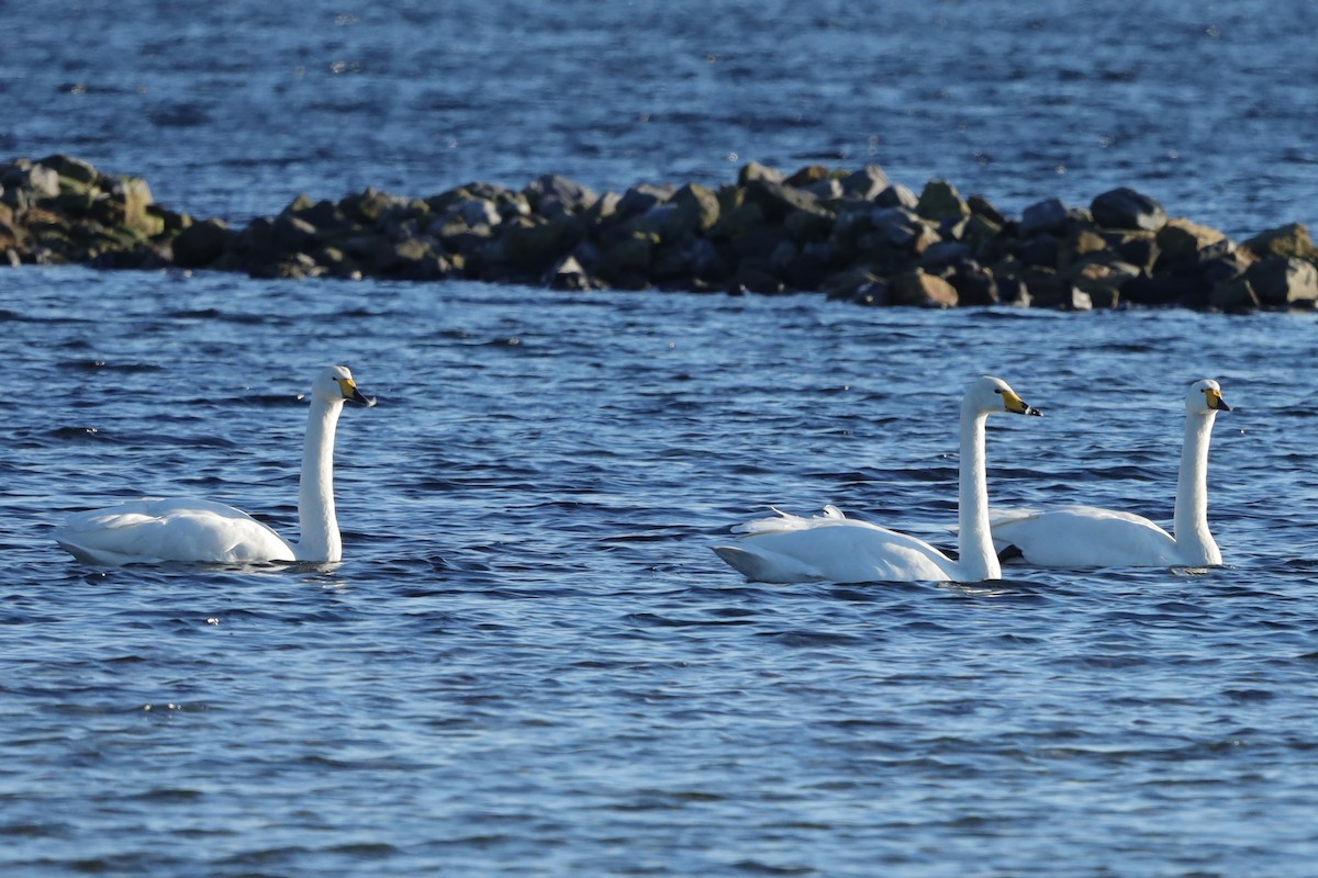 オオハクチョウ - ML647561958