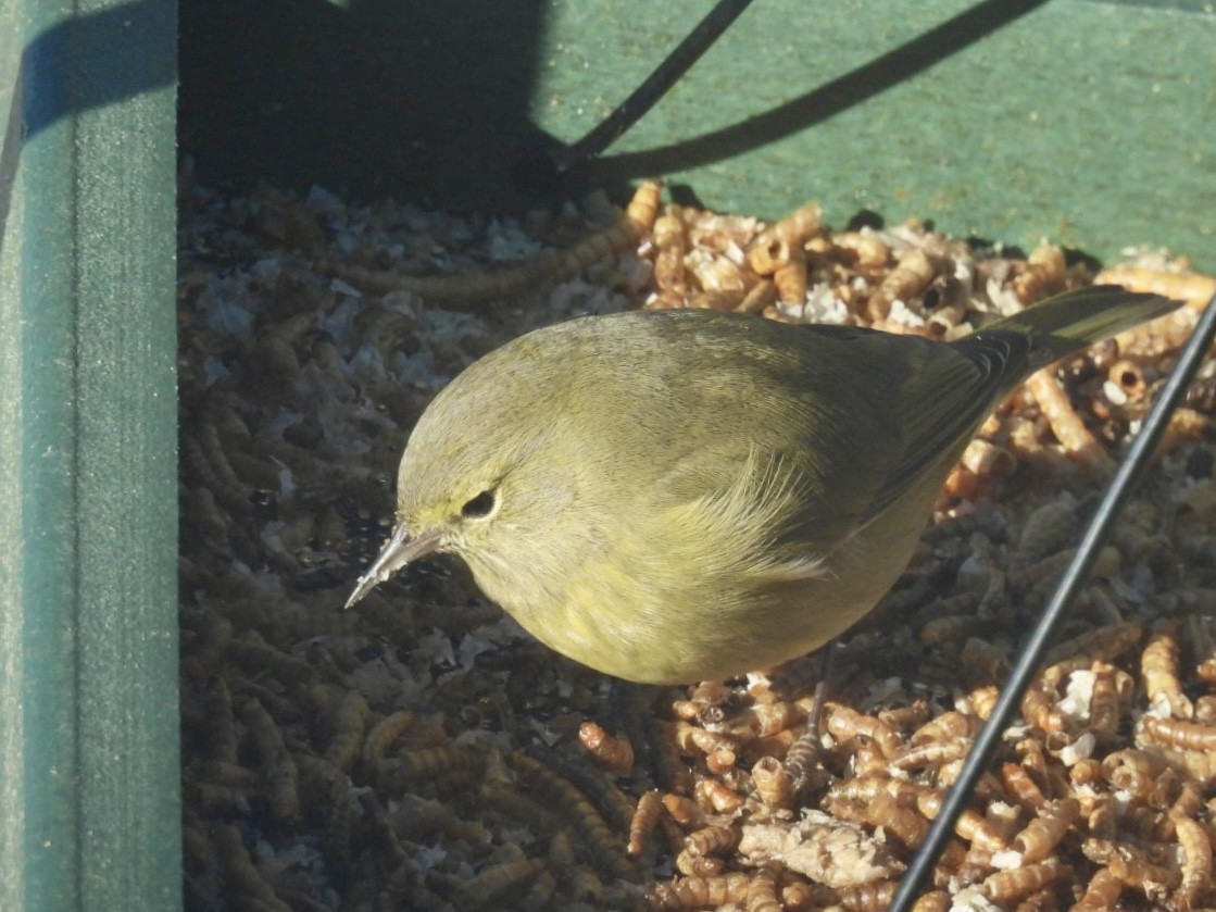 Reinita Coroninaranja - ML647562078