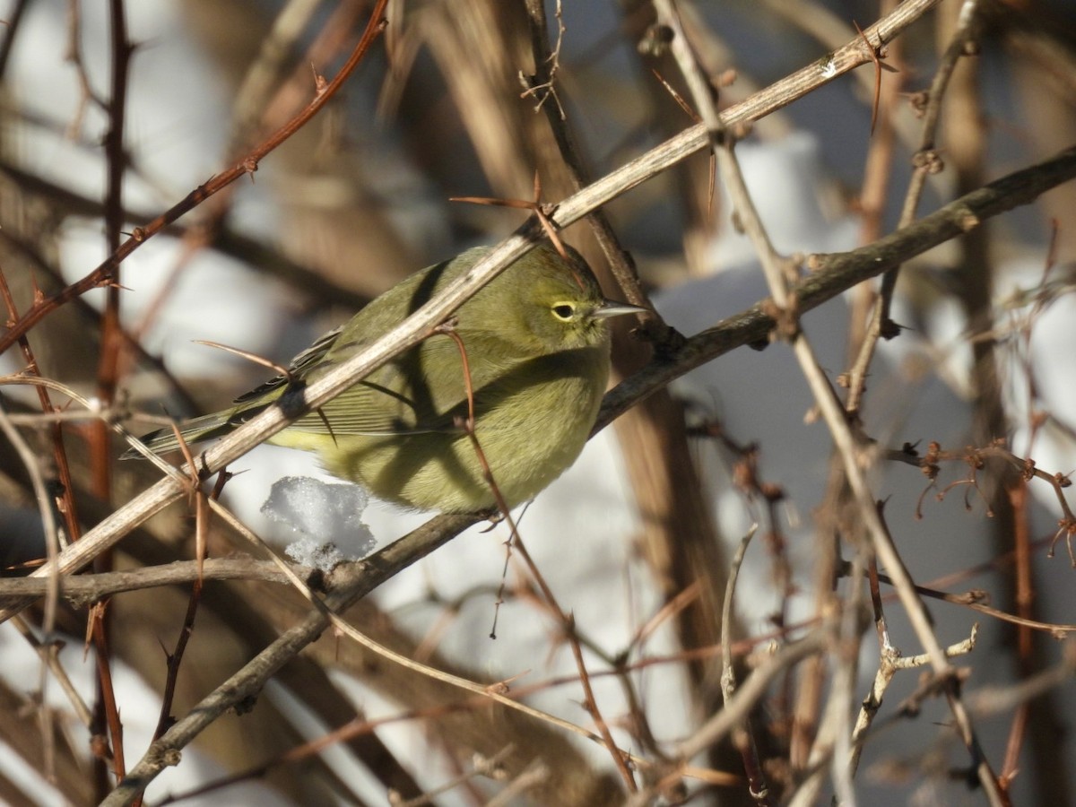 Reinita Coroninaranja - ML647562079