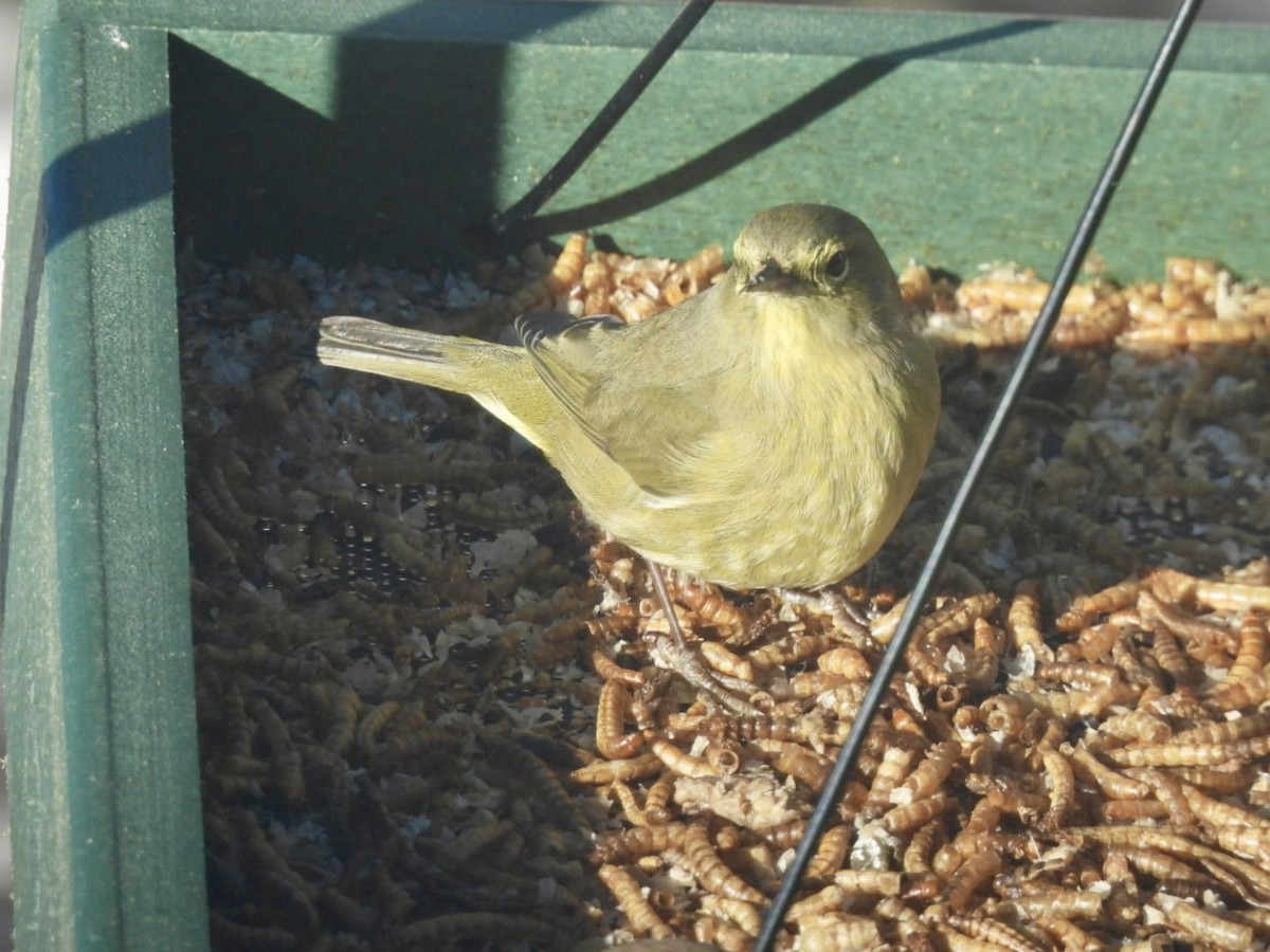 Reinita Coroninaranja - ML647562080