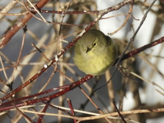 Reinita Coroninaranja - ML647562082