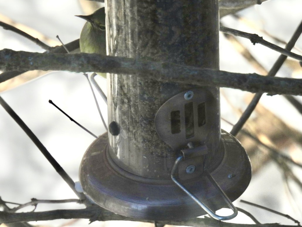 Reinita Coroninaranja - ML647562083