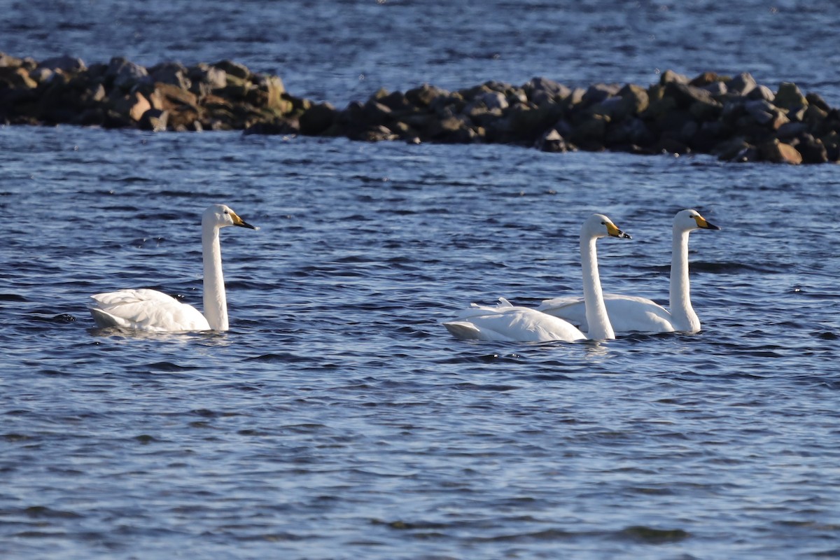 オオハクチョウ - ML647562119