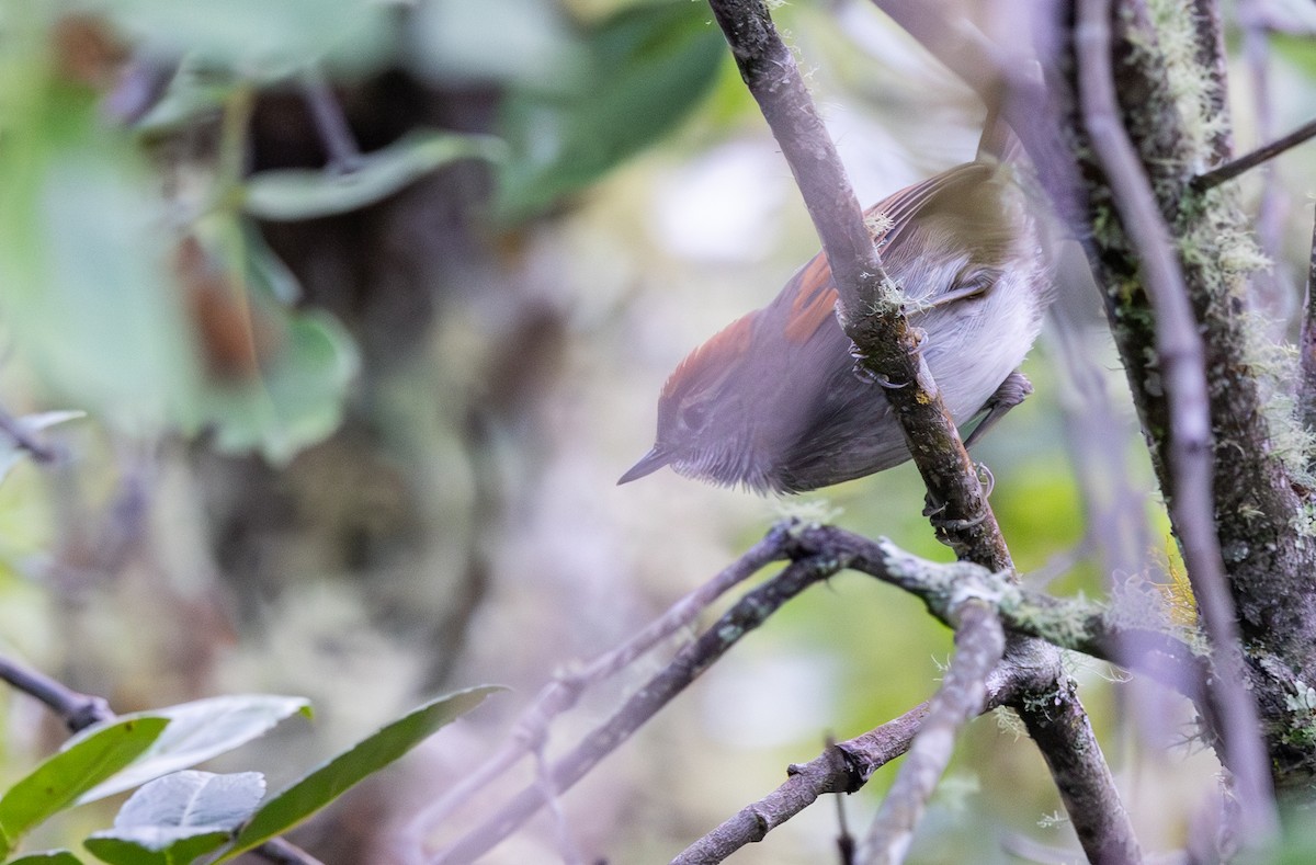 Azara's Spinetail - ML647562126