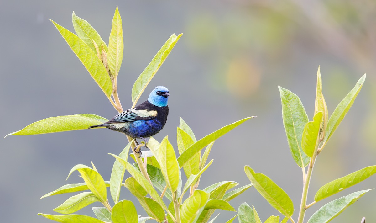 Blue-necked Tanager - ML647562130